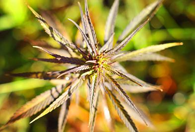 Konopný olej Sativa Manufacture